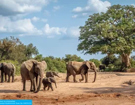 Юар: Кейптаун, 2 океана, сафари, Найсна и миграция китов