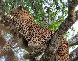 Элла и сафари в парке Яла