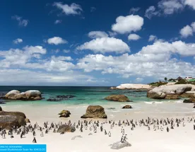 Юар: Кейптаун, Мыс Игольный, сафари, Канго и миграция китов