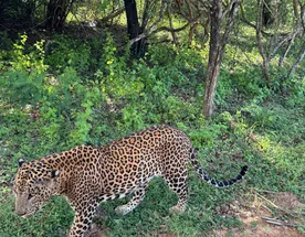 Сафари в национальном парке Яла