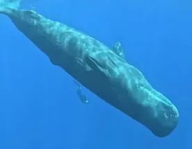 Изысканный Маврикий: Шикарные  отели,4-5  Пилатес,  гастрономия и  море впечатлений!