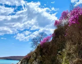 Тур Весенняя рапсодия 2026 г.Владивосток