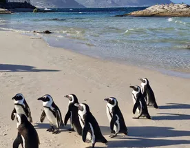 Йога-тур в Юар, Кейптаун