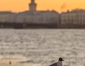 3 дня. Царский Петербург