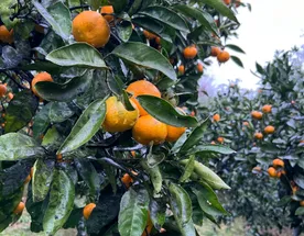 Другая Абхазия: цветущая мимоза и водопады-гиганты