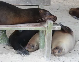 Галапагоcские острова: Экспедиция с биологом - к морским львам, игуанам и черепахам