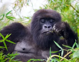 Руанда и Уганда: сквозь джунгли к приматам!