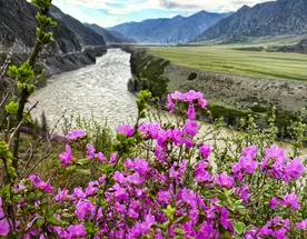 Весеннее волшебство Алтая. Все самое лучшее за 6 дней.