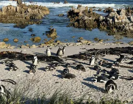 Юар: приключения на краю континента