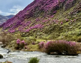 Весеннее волшебство Алтая. Все самое лучшее за 6 дней.
