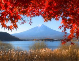 Красные клены в стране самураев