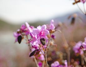 Цветение маральника на Алтае 2026