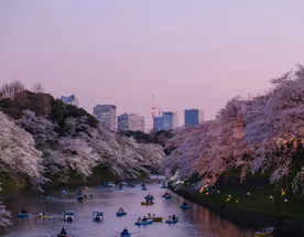 Cакура Для Тебя