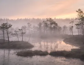 Комфортный тур на болота