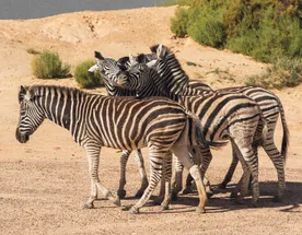 Африка: Только лучшее. Гранд-тур в Юар, Зимбабве, Замбию и Ботсвану
