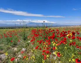 В Армению весной! Все красоты за 6 дней!