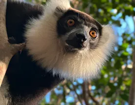 Мадагаскар: лемуры, водопад Лили и знаменитая Аллея Баобабов