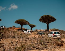 Авторский тур на остров Сокотра