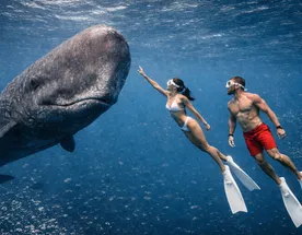 Приключения на Маврикии: дикая природа, кашалоты и полет над водопадом