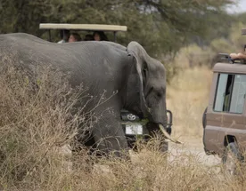 Твоя Африка: сафари мечты на 3, 5 или 8 дней в Танзании!