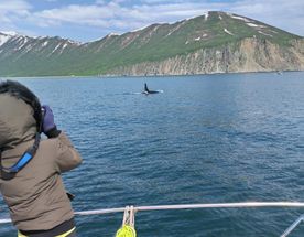 Идем к китам и косаткам - Морской круиз на Камчатке