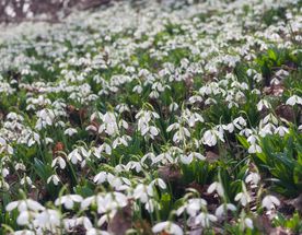 Фототур. Подснежники в Крыму