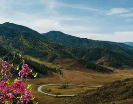 Алтай: цветение маральника