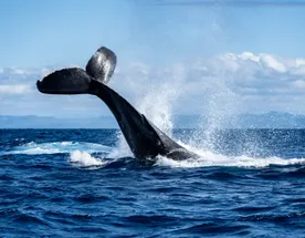 Мадагаскар: лемуры, киты, пиратский остров, Аллея баобабов, Фамадихана, Большие Цинги