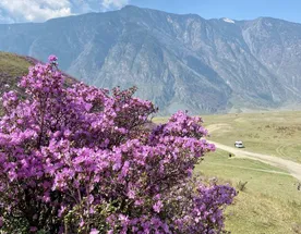 Цветущий Алтай