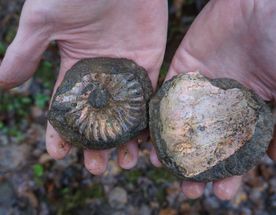 Палеонтологическая экспедиция