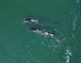 Гренландские киты на Шантарских островах