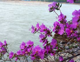 Цветущий Алтай