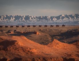 Экспедиция в Монголию