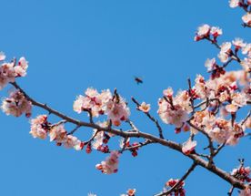 Цветущая весна в Армении!