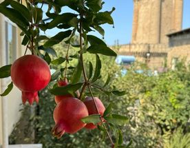 Восемь чудес Азербайджана: маршрут алычи и шафрана