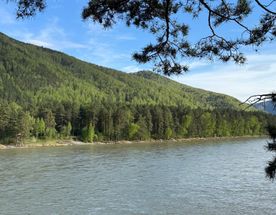 Цветение маральника