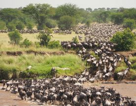 Великая миграция в Кении
