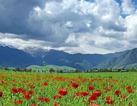Цвет  настроения красный : Маковые поля Кыргызстана