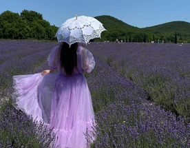 Тур в Лаванду: погружение в атмосферу французского Прованса