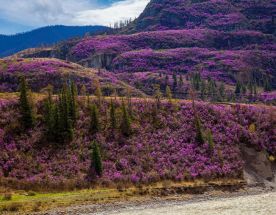 Фототур Цветение маральника: Алтай в розовом цвету