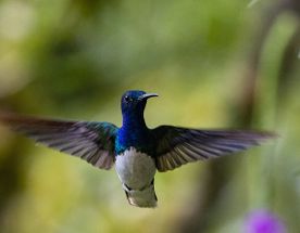 Full Day Experience in Mindo