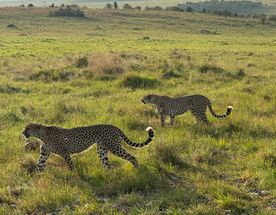 Maasai Mara Flying short and sweet safari