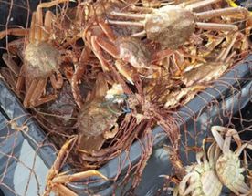 Камчатка по-максимуму! Все включено!