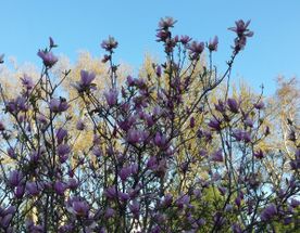 Три жемчужины Востока - Самарканд, Бухара и Хива!