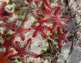 Занзибар : катамаран, океан, открытия без границ!