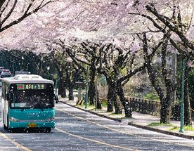 Сакура на острове Чеджу - Авторский тур, формат All Inclusive