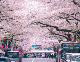 Сакура в Сеуле - авторский тур, формат All Inclusive