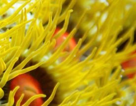 Мальдивы: дайвинг-сафари по центральным атоллам на мегаяхте White Pearl