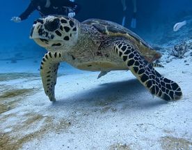 Тропические приключения на Мальдивах