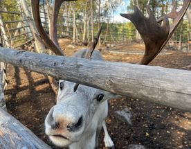 По волнам Арктики: Териберка с морской прогулкой